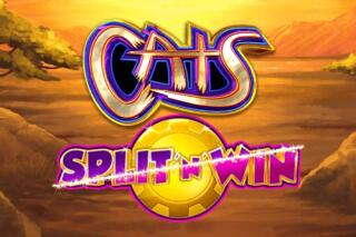 Cats Split 'n' Win