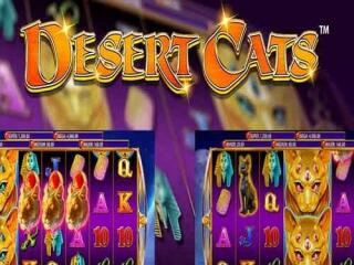 Desert Cats